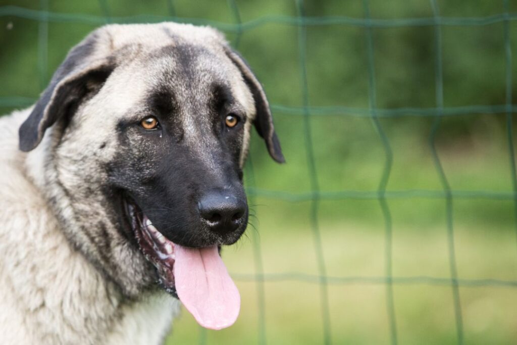 Anatolian Shepherd