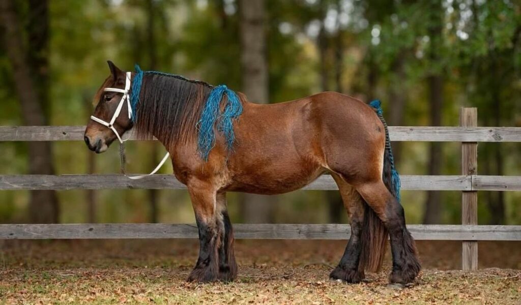 Brown Brabant horse with blue ribbons in its mane