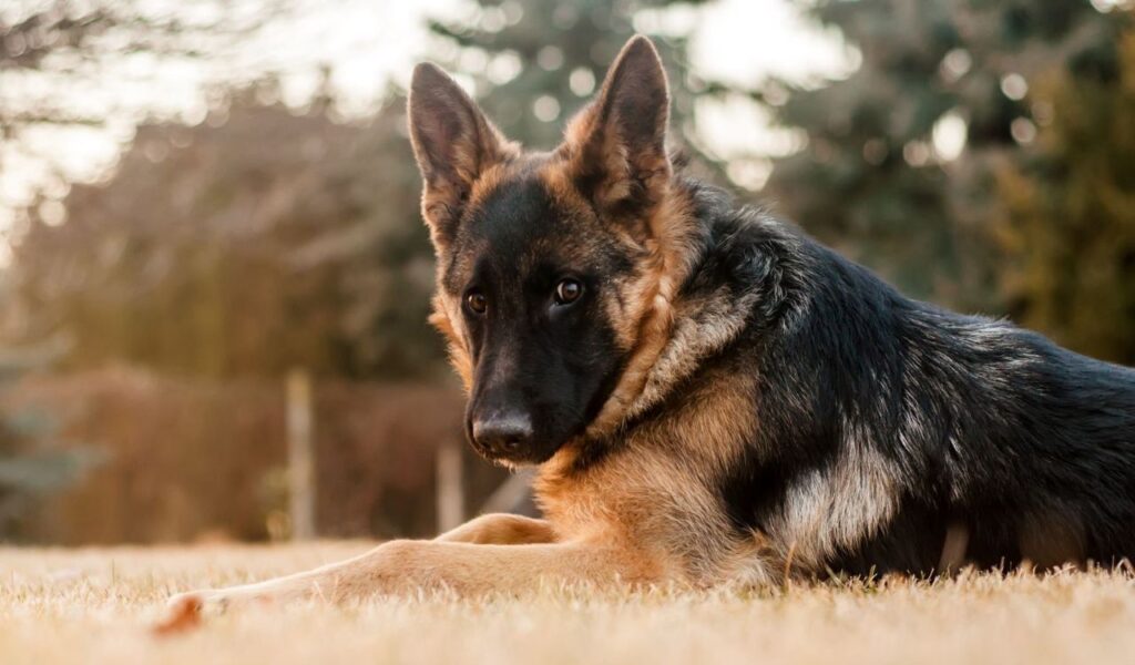 German Shepherd lying on grass.