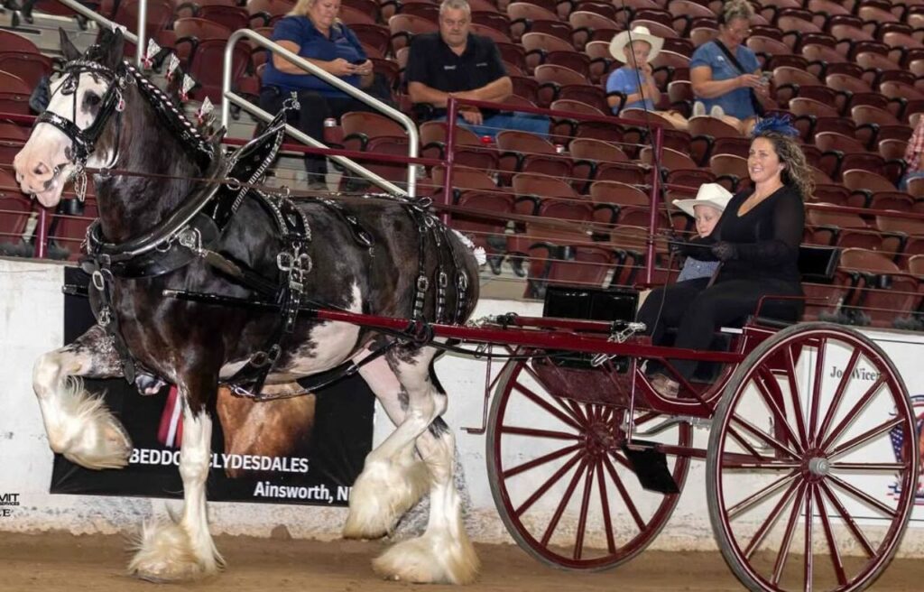 A Clydesdale horse pulling a cart in a show arena.