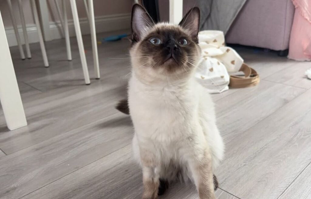 A Ragdoll cat with a soft, fluffy white coat