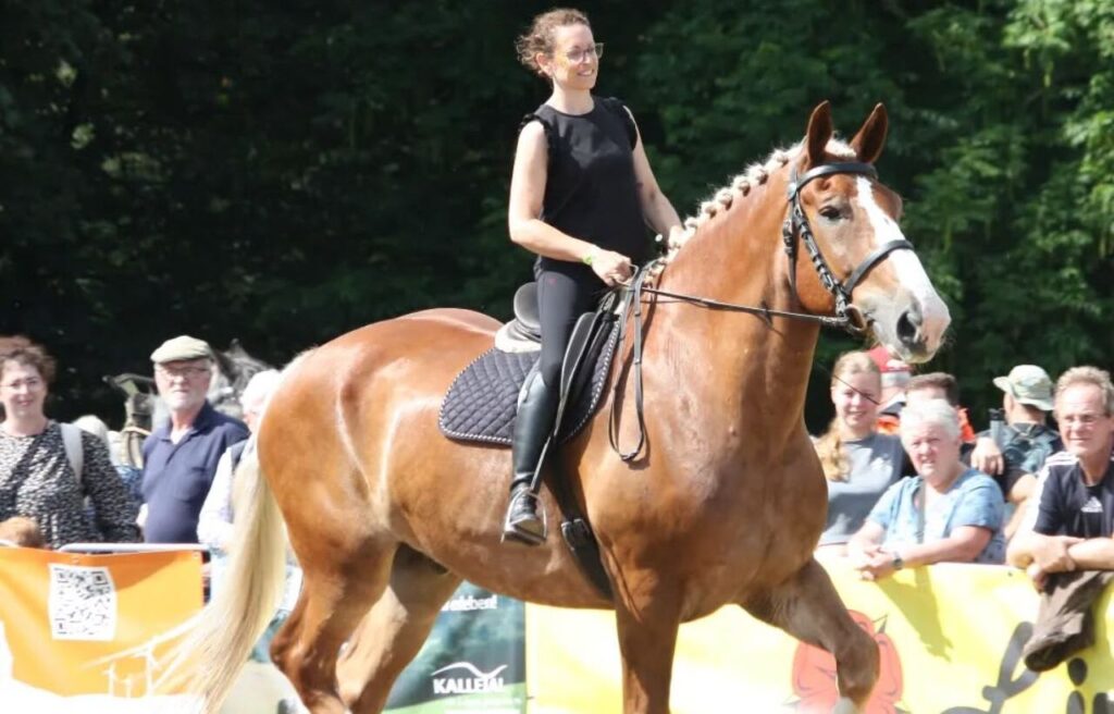 A rider on a Belgian Draft Horse at an outdoor event.