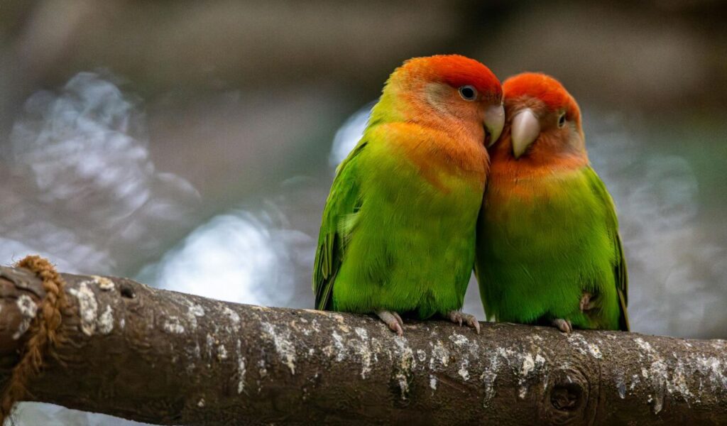 Affectionate lovebirds cuddling on a tree branch
