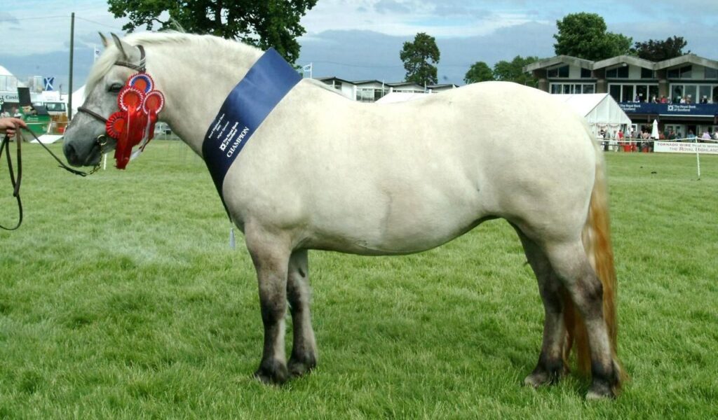 Highland pony with a champion ribbon at a show.