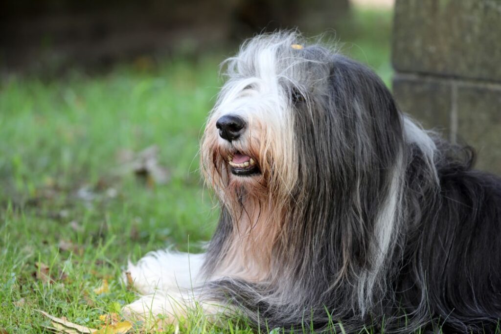 Bearded Collie