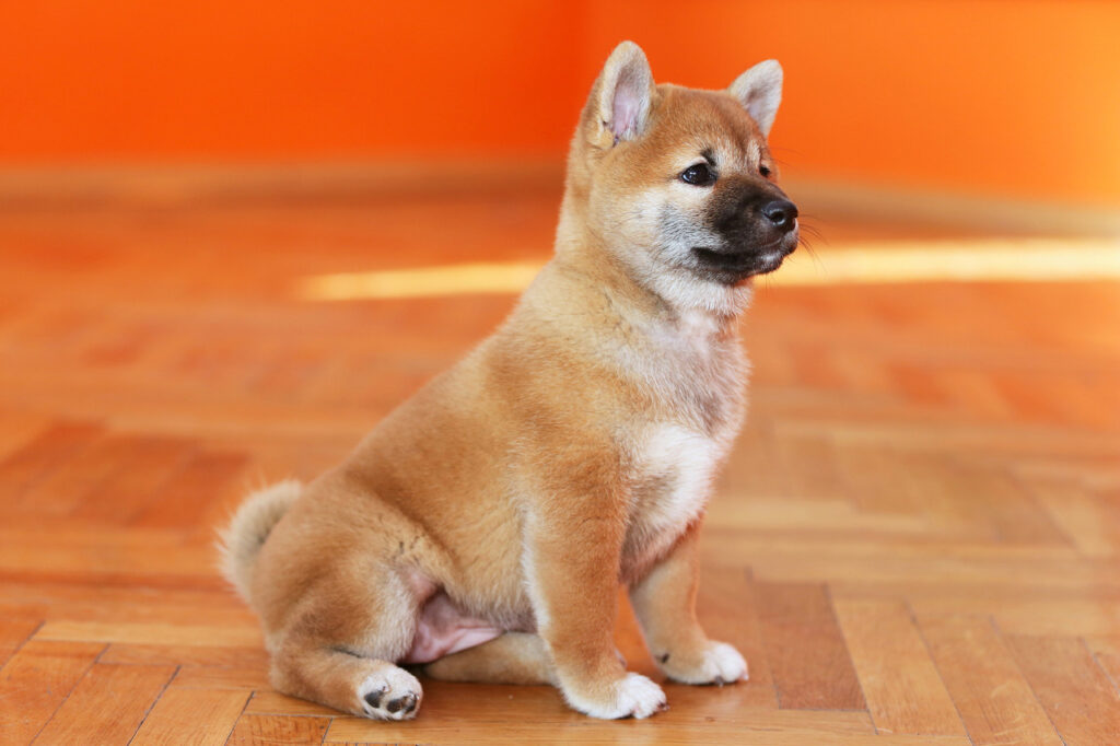 Shiba Inu Puppy