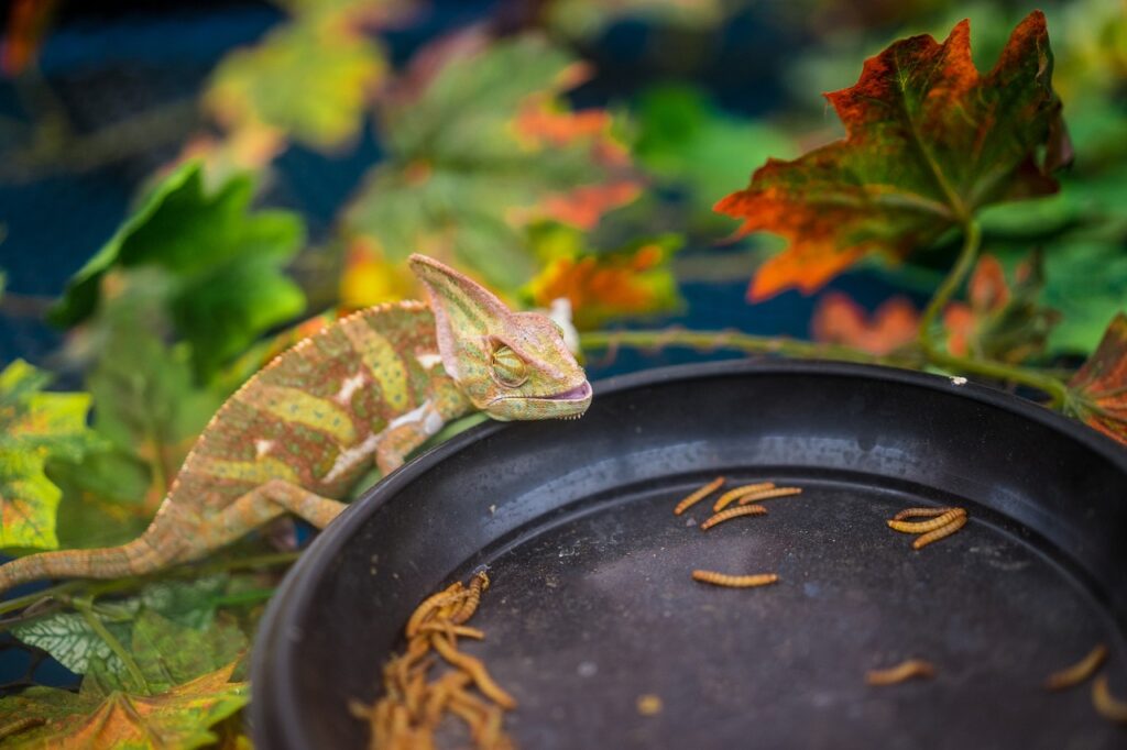 chameleon-lizard