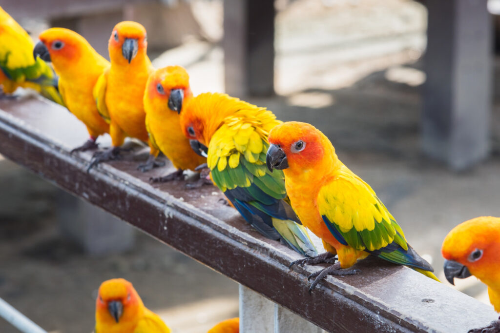 also known as Sun Parakeets