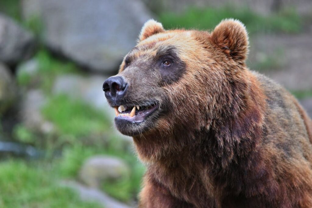 Brown Bear