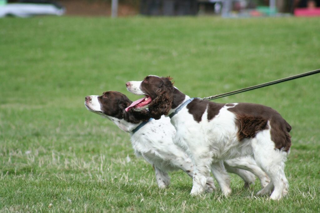 brittany-spaniel