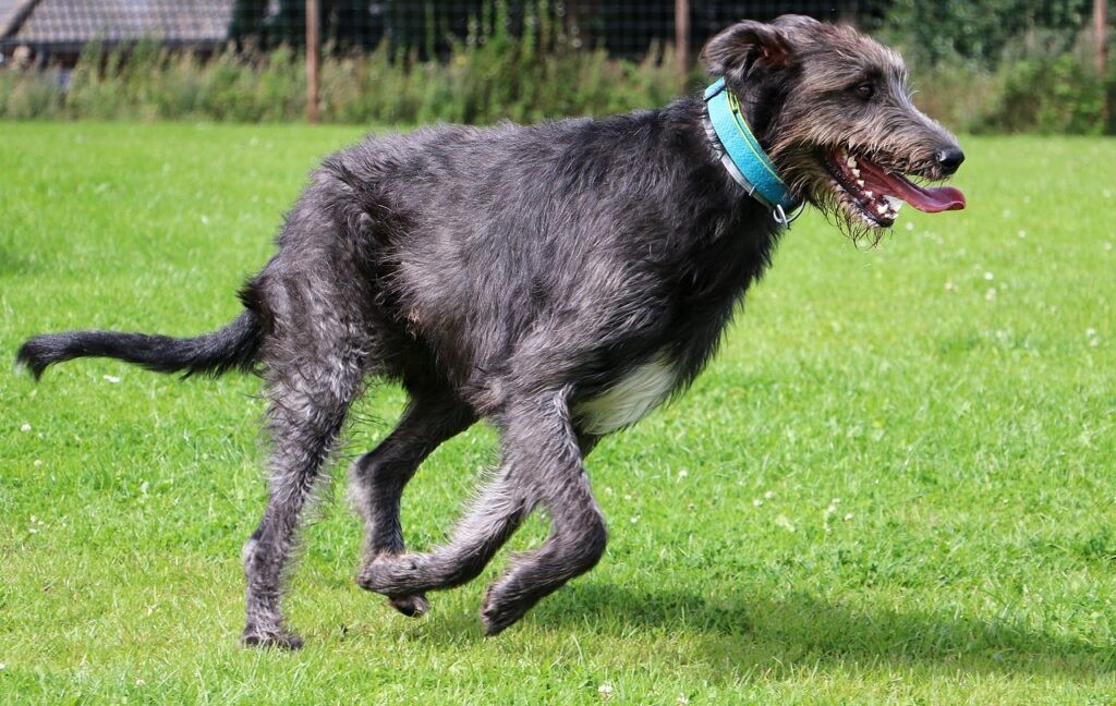 irish-wolfhound