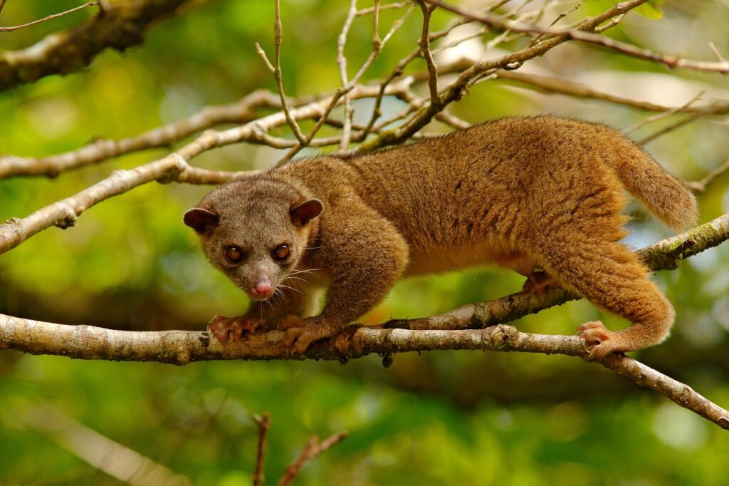 kinkajou-