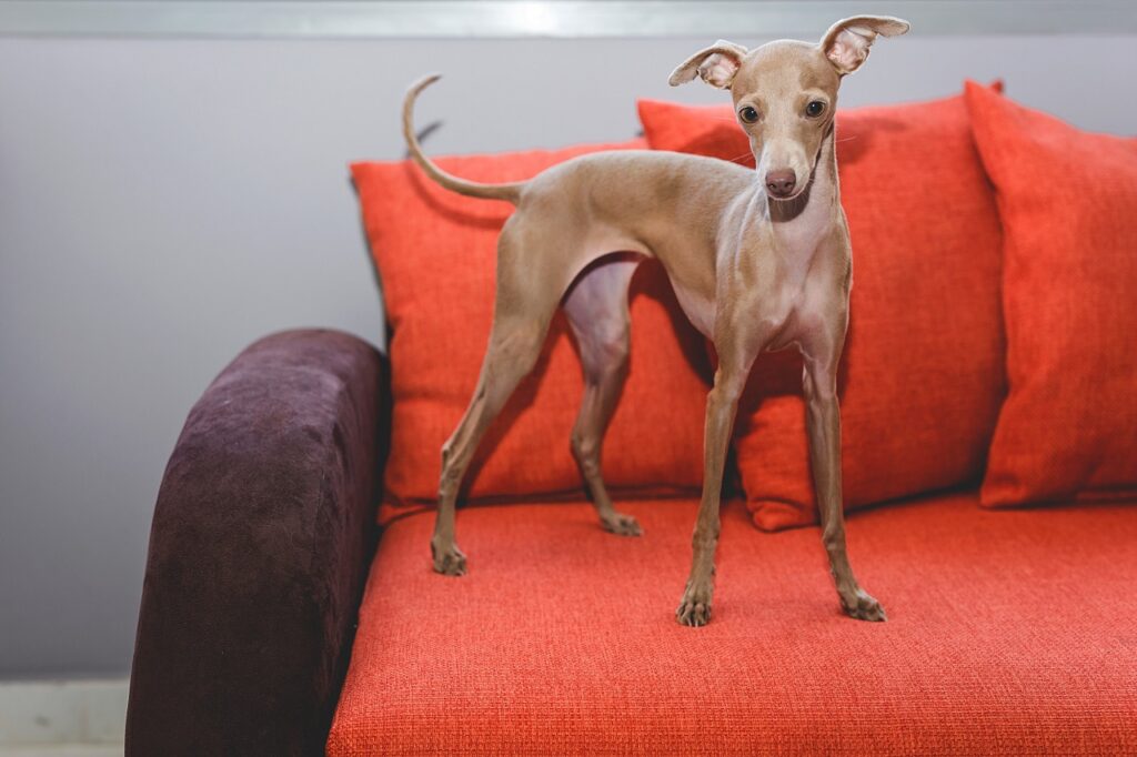 italian greyhound