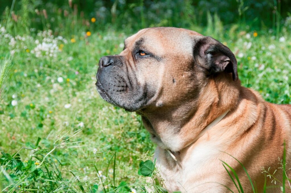 mastiff