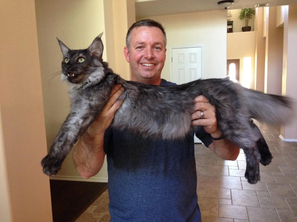 Main Coon Giant