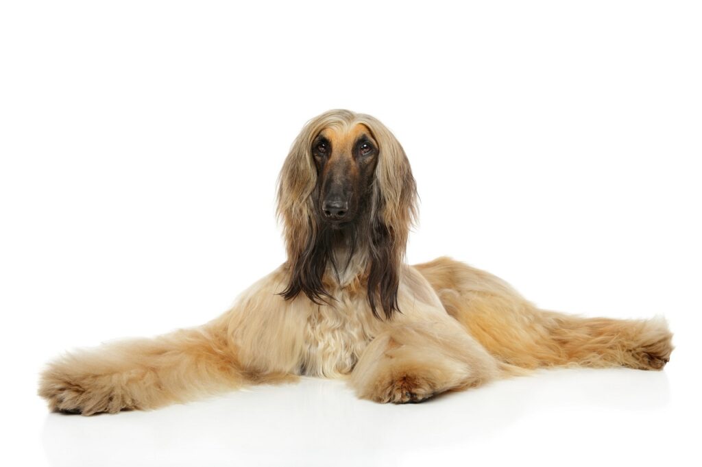 afghan hound