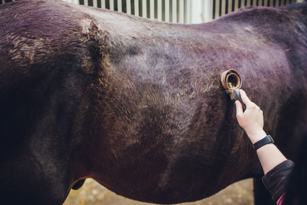 Horse dietry and energy imbalance