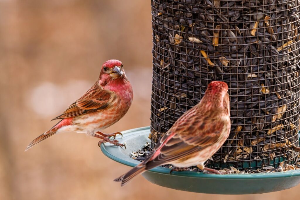 Rosefinch Birds Perched on Bird Feeder