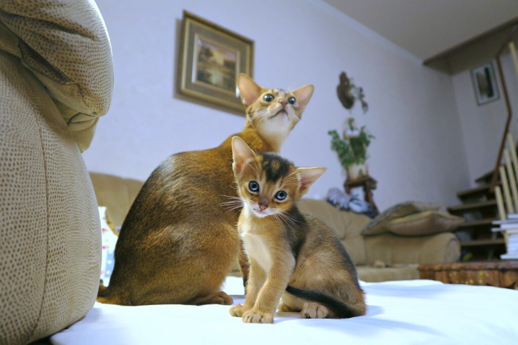 Abyssinian Cats