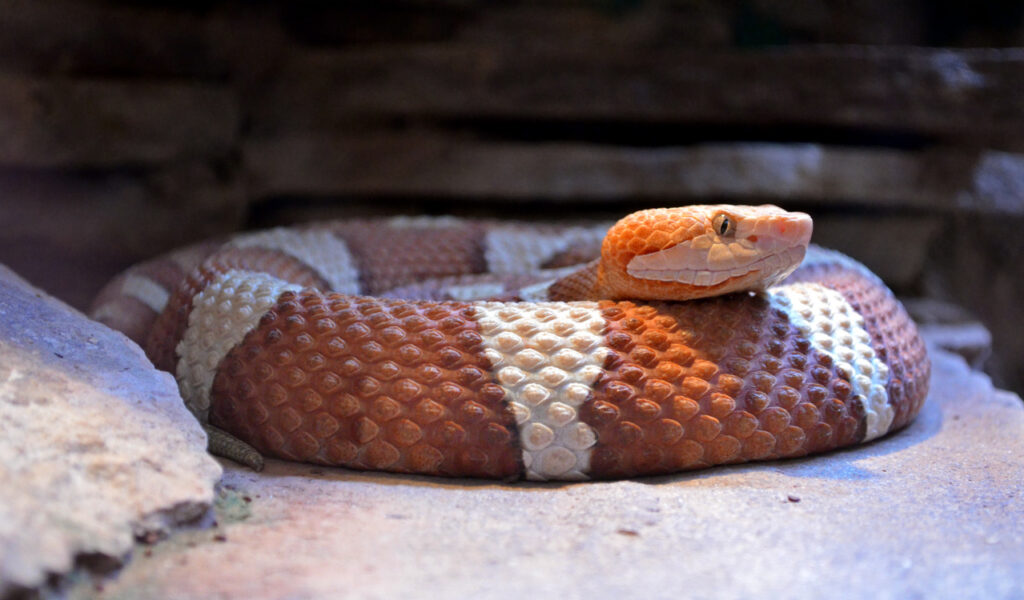 Northern copperhead