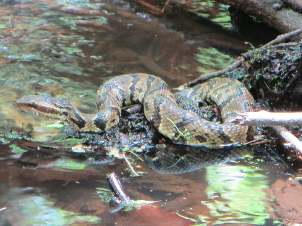 Cottonmouth