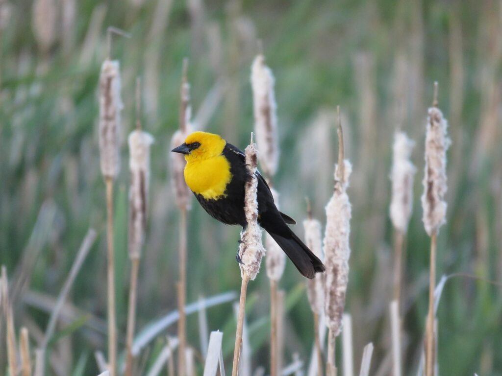 Yellow-headed Blackbird