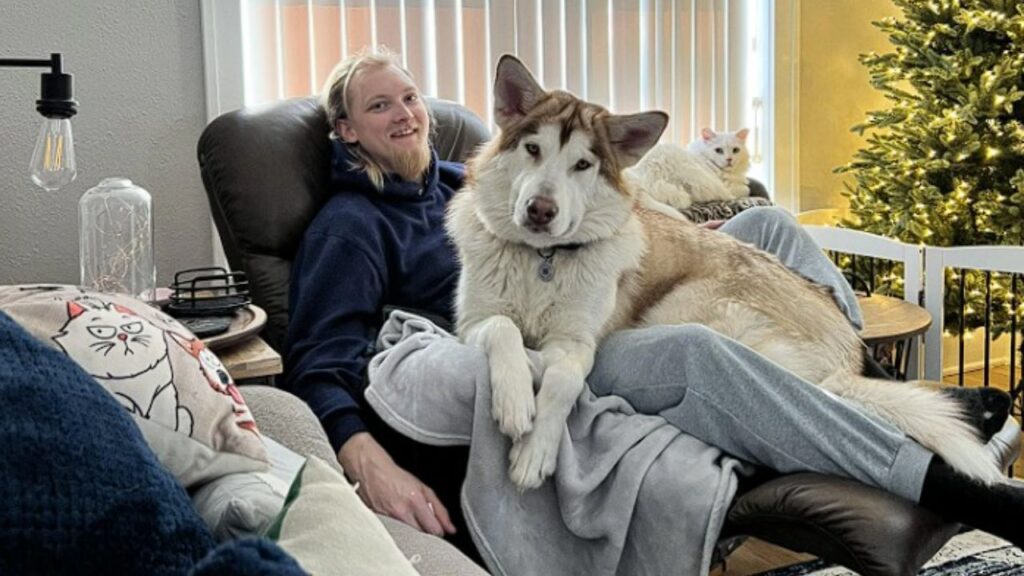 Alaskan Malamute on lap