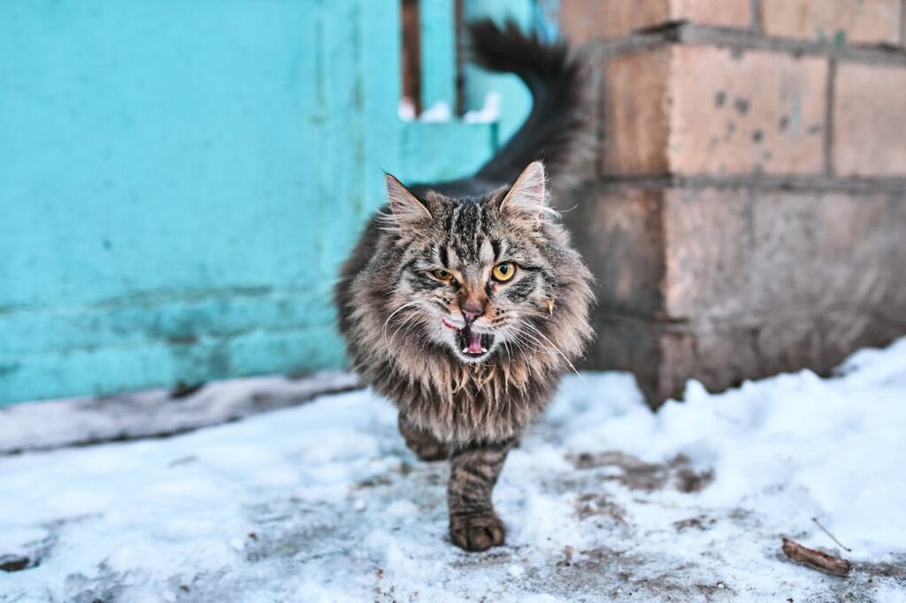 Energetic Maine Coon in snow