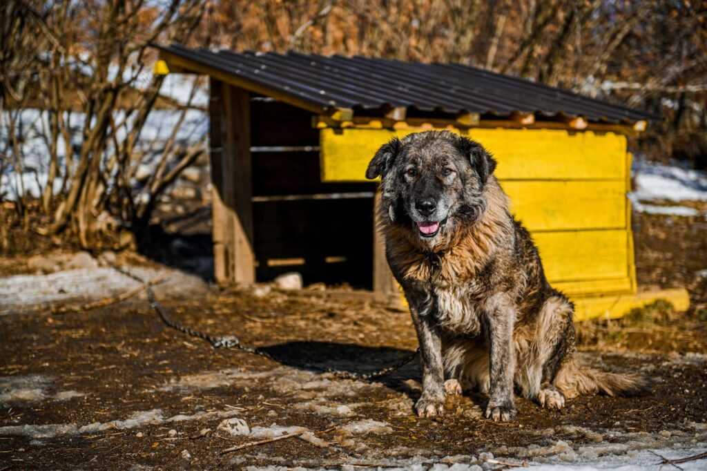 Caucasian Shepherd Dog