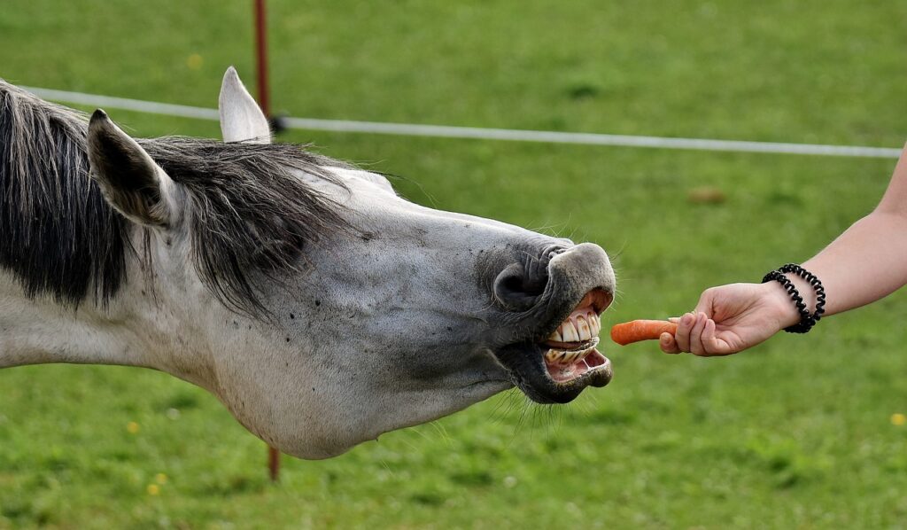 Horse Eating Carrot