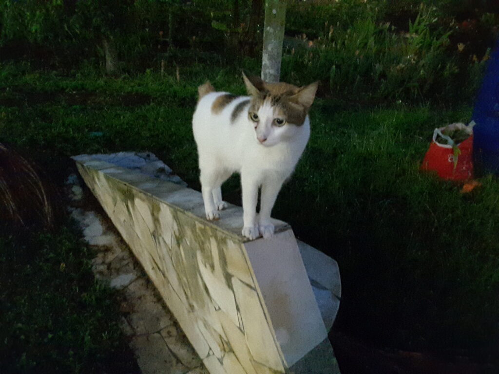 Alicia_the_Bobtail_Cat