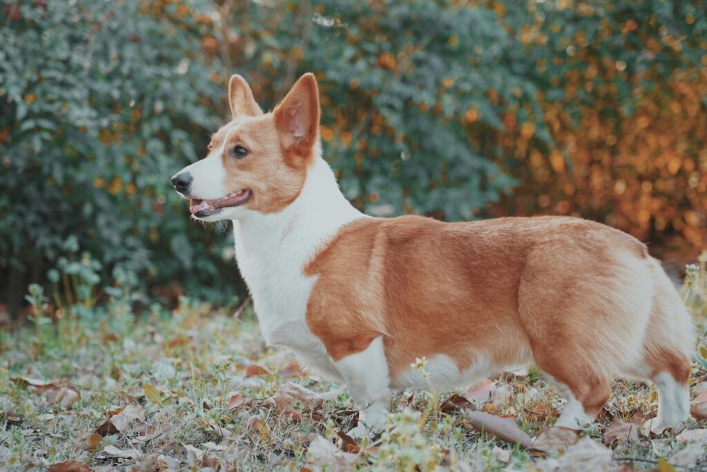Corgi