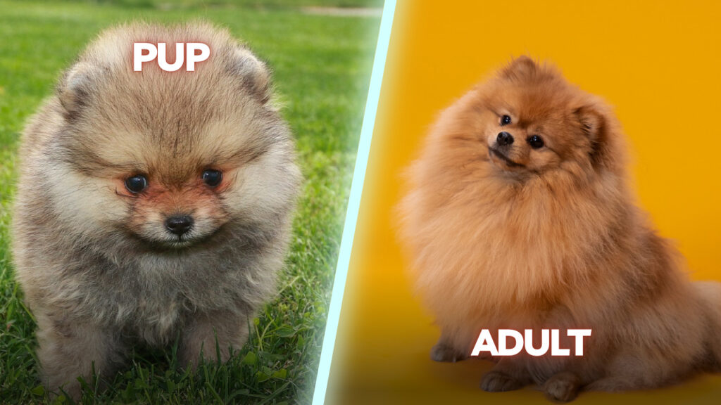 Pomeranian Pup vs. Adult