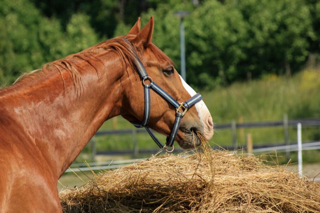 American Quarter Horse