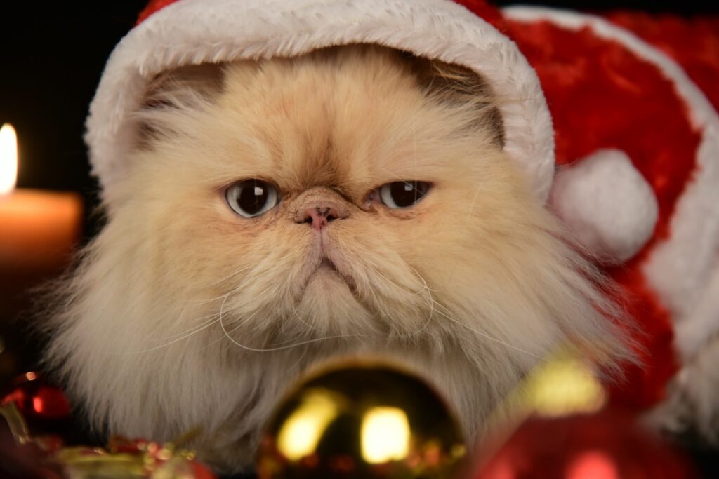 Persian Cat