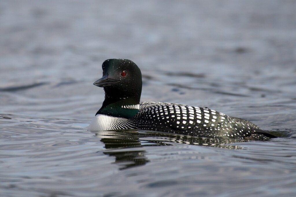 A Common Loon