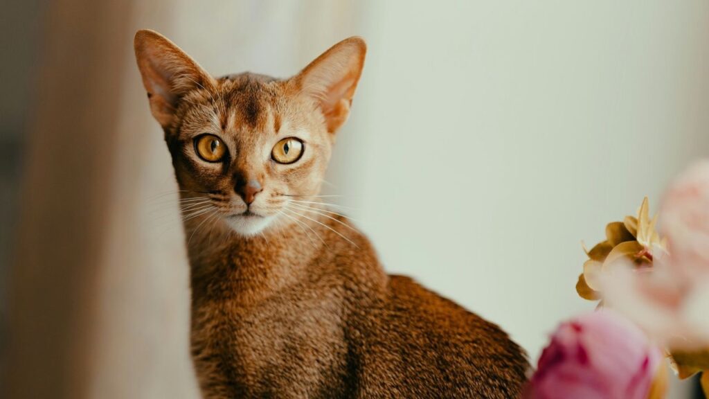 Abyssinian cat