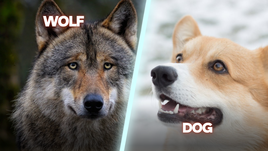 wolf vs dog