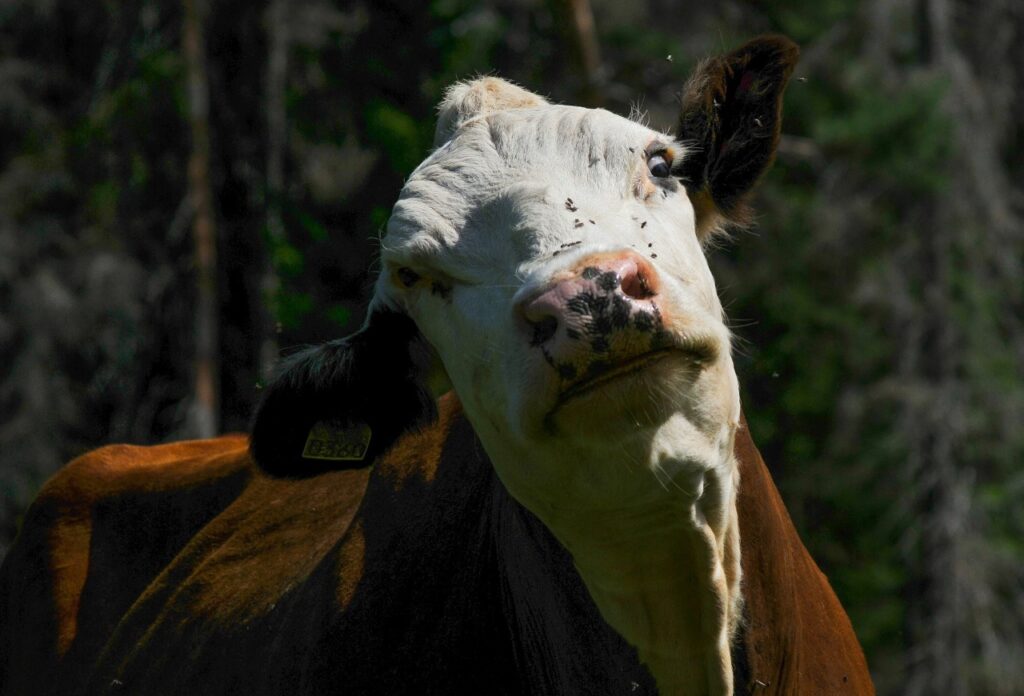 Closup of Cow