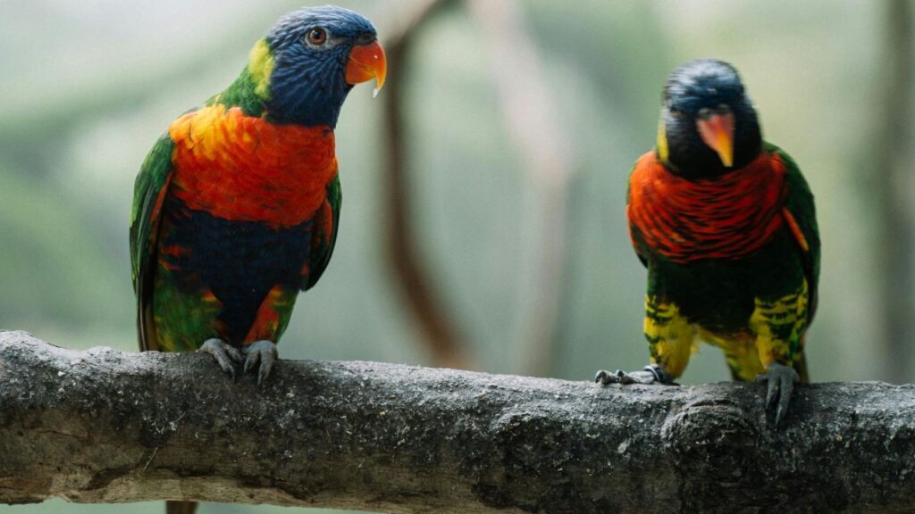 Rainbow Lorikeets