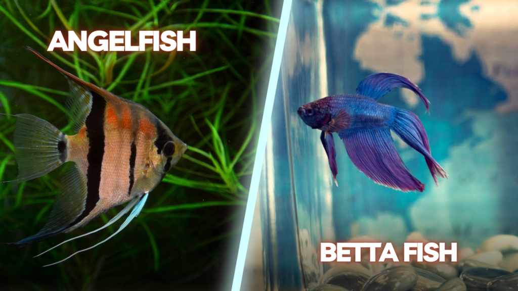 ANGELFISH, BETTA FISH