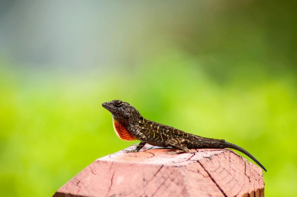 Anole