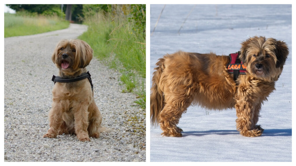 Tibetan Terrier pup vs. Adult