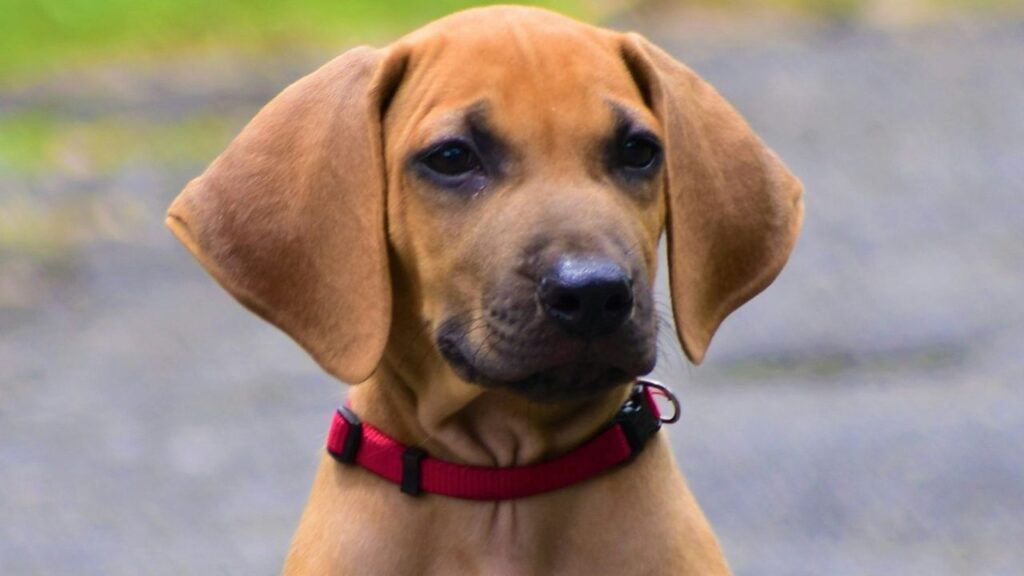 Rhodesian Ridgeback puppy
