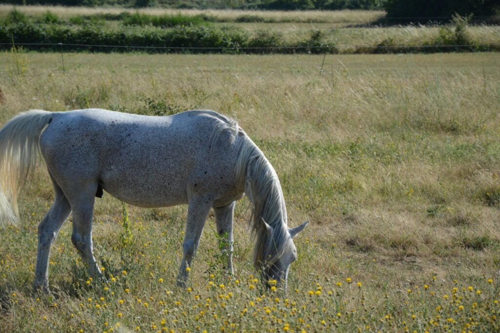 Arabian Horse