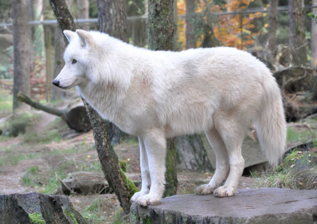 Arctic Wolf