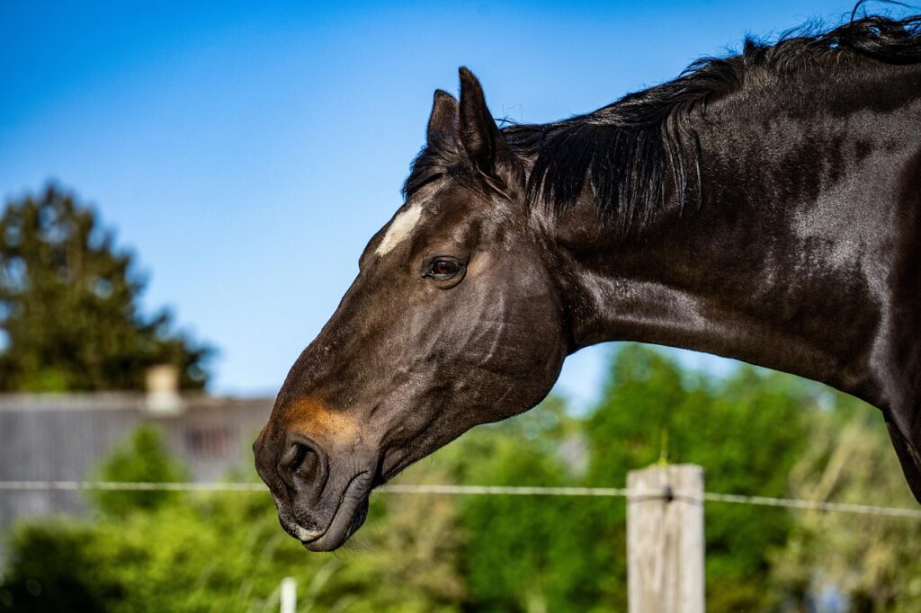 Oldenburg horse