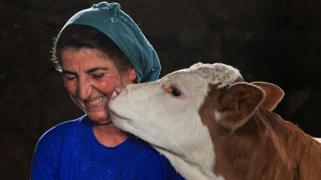 Cow With Senior Person