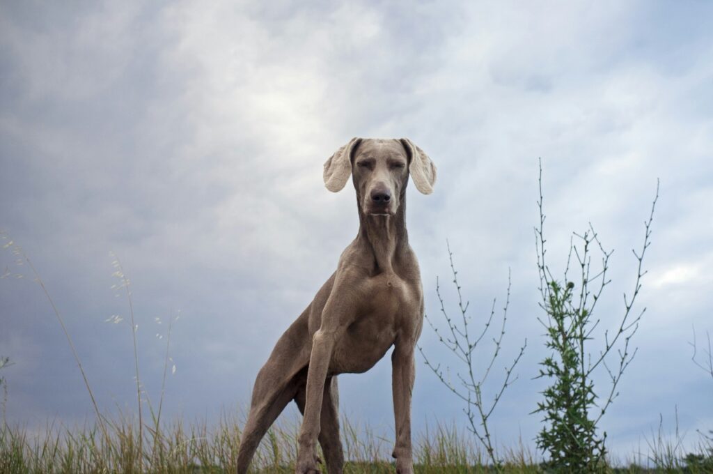 Weimaraner