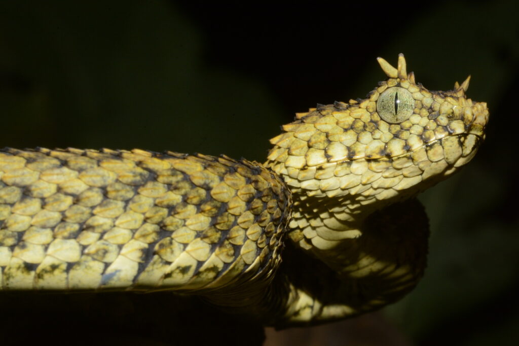bush viper